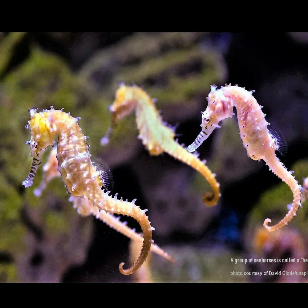 The Crafty Hobbit 2026 seahorses